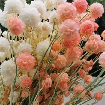 20-25 Gėlių Vadovai,Gamta, Švieži, Konservuoti Pristimera Cambododiana puokštė,Eternal rose Gėlių Vestuves Namų Puošybai