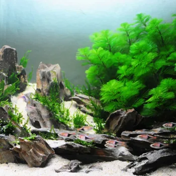 Akvariumas Remontas Žuvų Bakas Kraštovaizdžio Moss Ball Stick Vandens Žolės, Samanų Klijais Klijuoti Vandens Žolės Akvariumas Klijų Sukibimo Augalų