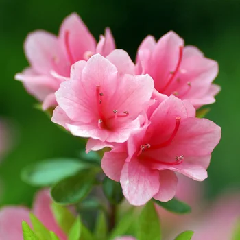 Nerūdijančio Plieno Rhododendron Azalija Gėlės Žiedlapis Minkštas Pelėsių Torto Pjovimo Peilis Sausainių Slapukas Pelėsių Tortas Dekoravimo Įrankiai