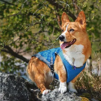 Vasarą šuo atvės vaivorykštės spalvos pet kietas drabužius Vasarą metodas heatstroke prevencijos liemenė